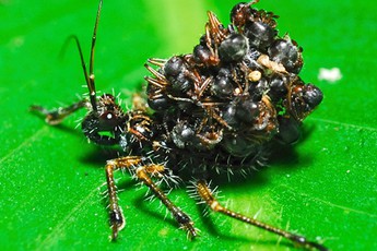 Loài bọ phủ xác kẻ thù lên mình làm lá chắn
