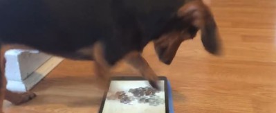 Chết cười với chú chó phát cuồng vì chơi game