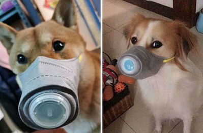Lo sợ virus corona, người dân Trung Quốc đeo khẩu trang cho cả thú nuôi
