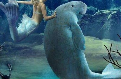 Tại sao sinh vật biển chủ yếu là động vật ăn thịt và hiếm khi nhìn thấy động vật ăn cỏ biển?