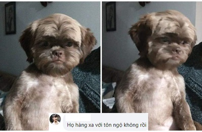 Cộng đồng mạng sững sờ trước nhan sắc có một không hai của chú cún, tự hỏi liệu có phải Tôn Ngộ Không "chuyển sinh"