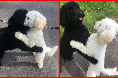 Hai chú poodle ôm chầm lấy nhau khi chạm mặt, dân mạng cảm động khi biết quan hệ của chúng