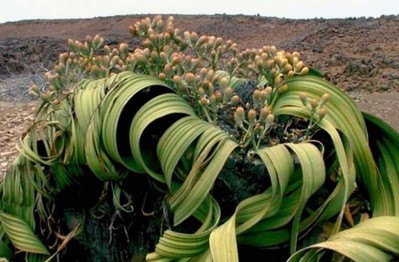 Welwitschia mirabilis: Loài thực vật cổ xưa có khả năng tồn tại hàng nghìn năm