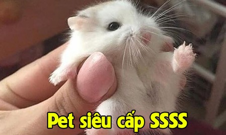 Khoe Pet siêu cấp SSSS phong cách “xàm”, chàng trai không những không bị “gạch đá” mà còn được khen… dễ thương