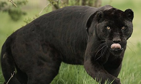 Những sự thật bất ngờ về Black Panther - báo đen!