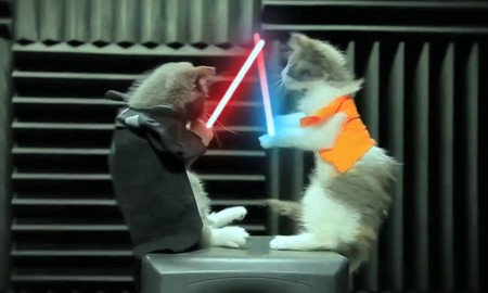 Gặp gỡ chú mèo Star Wars siêu dễ thương