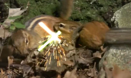 Trận giao tranh kiếm ánh sáng kinh điển giữa... các chú sóc