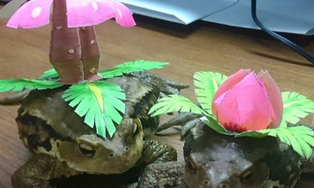 Chơi pokemon này còn chất hơn Pokemon Go gấp vạn lần