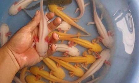 Loài cá cực giống Pokemon, có chân và "biết cười" này đang rao bán tại Việt Nam