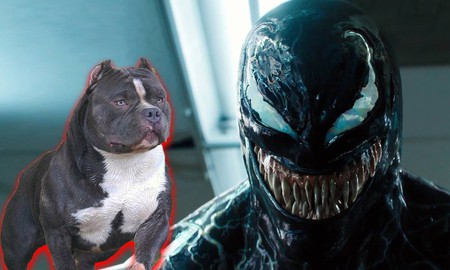 Comics Trivia: Hung bạo là thế nhưng Venom cũng có lúc "chịu nhục" bị ném một con chó vào mắt