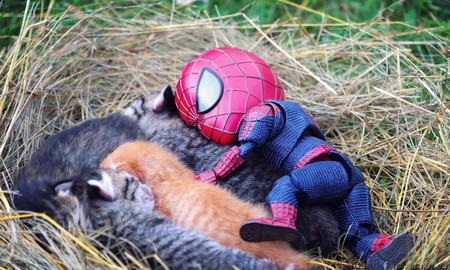 Hài hước cảnh Spider-Man đánh vật với thú cưng của mình