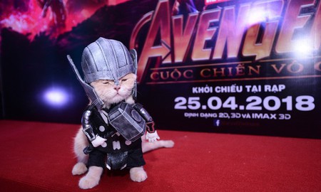 [Góc hài hước] Chú mèo tên “Chó” cosplay siêu anh hùng Avengers đỉnh của đỉnh