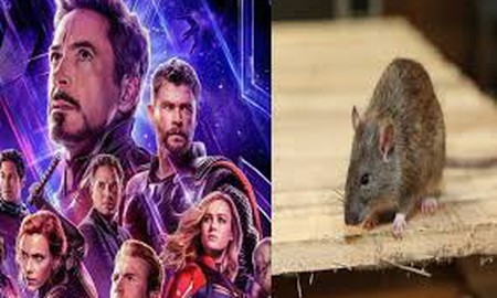 Chú Chuột trong Endgame là có thật, thậm chí còn được đào tạo một cách bài bản để làm "vị cứu tinh" của Vũ trụ