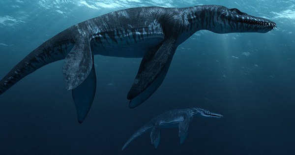 Kẻ thắng trận chiến giữa cá mập Megalodon và thằn lằn Mosasaurus?
