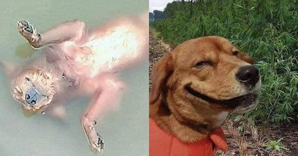 99 hình ảnh chó hài hước siêu bựa siêu troll nhất quả đất