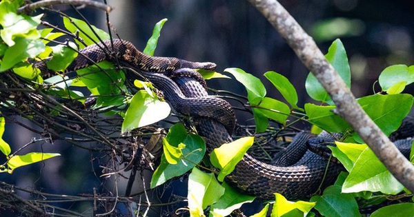 Rắn đực và rắn cái có cấu tạo bộ phận sinh dục giống nhau hay khác nhau?
