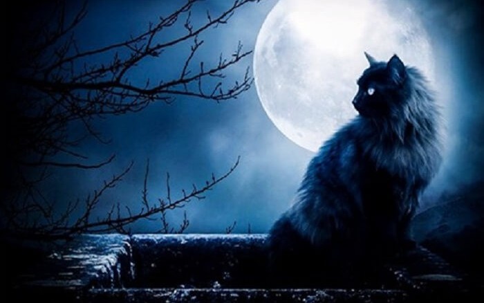 Các truyền thuyết kỳ quái về mèo đen