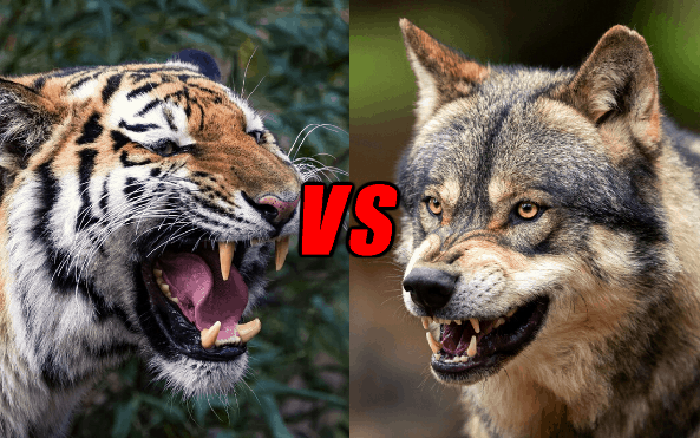 Một bầy sói có thể hạ gục được một con hổ